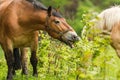 Workhorse inactive after work Royalty Free Stock Photo