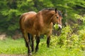 Workhorse inactive after work Royalty Free Stock Photo