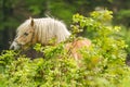 Workhorse inactive after work Royalty Free Stock Photo