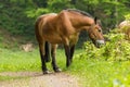 Workhorse inactive after work Royalty Free Stock Photo