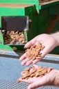 The working of almonds Royalty Free Stock Photo
