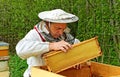 Working apiarist. Royalty Free Stock Photo