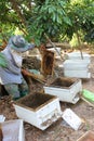 Working apiarist and frame with bees