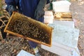 Working apiarist and frame with bees
