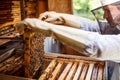 Working apiarist Royalty Free Stock Photo