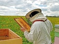 Working apiarist. Royalty Free Stock Photo