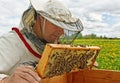 Working apiarist. Royalty Free Stock Photo