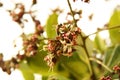 Bee pollinating flowers