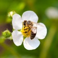 Working bee Royalty Free Stock Photo