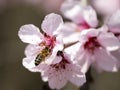 Working bee Royalty Free Stock Photo