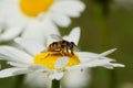 Working bee Royalty Free Stock Photo