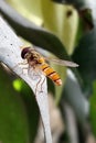 A working Bee is carrying out his duties