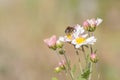 Working bee and chrysanthemum flower Royalty Free Stock Photo