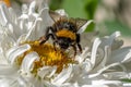 Working Bee closeup on colourful flower in summer time Royalty Free Stock Photo