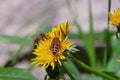 Working bee collecting pollen from a dandelion Royalty Free Stock Photo