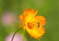 Working bee collecting pollen from flower