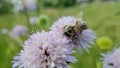 Working Bee collecting Pollen from Purple Flower Royalty Free Stock Photo