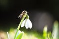 A working bee collecting pollen on a white snowdrop flower Royalty Free Stock Photo