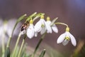 A working bee collecting pollen on a white snowdrop flower Royalty Free Stock Photo