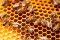 Working bee group works on honeycomb bringing honey on small paws to bee hive cells