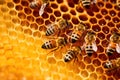 Working bee group works on honeycomb bringing honey on small paws to bee hive cells
