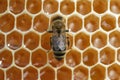 Working bee on honeycells. Concept of beekeeping. Royalty Free Stock Photo