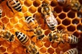 Working bee on honeycomb cells Royalty Free Stock Photo