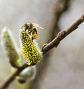 Working bee with pollen Royalty Free Stock Photo