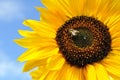 Working bee on sunflower Royalty Free Stock Photo