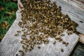 Working bees colony on the on background hive. Texture. Close up. view of the beekeeping and getting honey. Swarm of bee