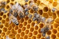 Working bees on combs, honey production