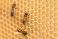 Working bees on combs, honey production, copy space