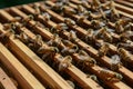 Working bees diligently attend to honeycomb frames within bee hive