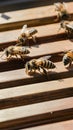 Working bees diligently attend to honeycomb frames within bee hive Royalty Free Stock Photo