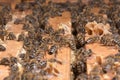 Working bees on honey cells Royalty Free Stock Photo