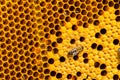 Working bees on honey cells Royalty Free Stock Photo