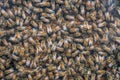 Working bees on honey cells, closeup of bees on honeycomb background Royalty Free Stock Photo