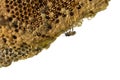 Working bees on honey cells, copyspace for text Royalty Free Stock Photo