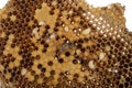 Working bees on honey cells, copyspace for text Royalty Free Stock Photo