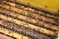 Working bees on honeycells Royalty Free Stock Photo