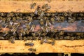 The working bees on honeycells Royalty Free Stock Photo