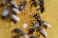 Working bees on honeycomb, closeup. Colony of bees in apiary. Beekeeping in countryside. Macro shot with in a hive in a honeycomb Royalty Free Stock Photo