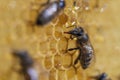 Working bees on honeycomb, closeup. Colony of bees in apiary. Beekeeping in countryside. Macro shot with in a hive in a honeycomb Royalty Free Stock Photo