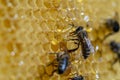 Working bees on honeycomb, closeup. Colony of bees in apiary. Beekeeping in countryside. Macro shot with in a hive in a honeycomb Royalty Free Stock Photo