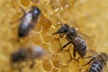 Working bees on honeycomb, closeup. Colony of bees in apiary. Beekeeping in countryside. Macro shot with in a hive in a honeycomb Royalty Free Stock Photo