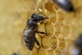 Working bees on honeycomb, closeup. Colony of bees in apiary. Beekeeping in countryside. Macro shot with in a hive in a honeycomb Royalty Free Stock Photo