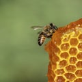 Working bees on honeycomb, closeup. Colony of bees in apiary. Beekeeping in countryside. Macro shot with in a hive in a honeycomb Royalty Free Stock Photo