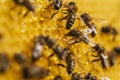 Working bees on honeycomb, closeup. Colony of bees in apiary. Beekeeping in countryside. Macro shot with in a hive in a honeycomb Royalty Free Stock Photo