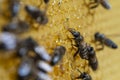 Working bees on honeycomb, closeup. Colony of bees in apiary. Beekeeping in countryside. Macro shot with in a hive in a honeycomb Royalty Free Stock Photo