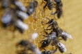 Working bees on honeycomb, closeup. Colony of bees in apiary. Beekeeping in countryside. Macro shot with in a hive in a honeycomb Royalty Free Stock Photo